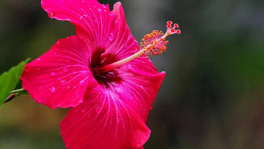 Hibiscus: మందారం పువ్వుతో ఒత్తైన జుట్టు