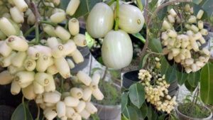 తెల్ల నేరేడు తినడం వల్ల ఎన్ని లాభాలో తెలుసా?