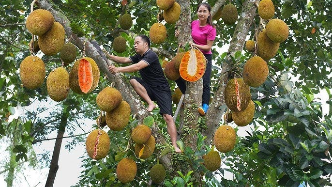 jackfruit