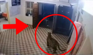 పోలీస్ స్టేషన్ కు అనుకోని అతిధి..షాక్లో పోలీసులు