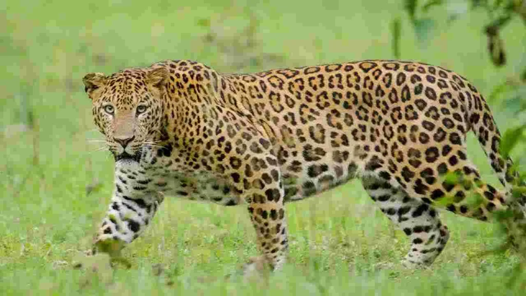 Leopard: పోలీస్ స్టేషన్ లోకి ప్రవేశించిన చిరుత..వీడియో వైరల్