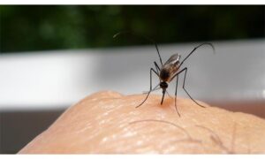 దోమలు ఎక్కువగా ఎవరిని కుడతాయంటే?