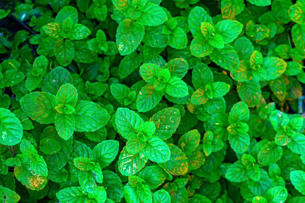 Mint: పుదీనా ఆకులు ఆరోగ్యానికి ఎంతో మేలు