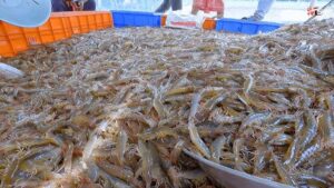 ట్రంప్ టారిఫ్‌ల ప్రభావంతో భారీగా తగ్గిన రొయ్యల ధరలు