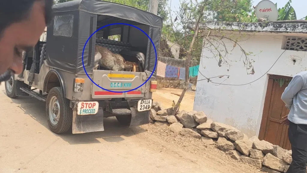 Kusumanchi: లోన్ కట్టలేదని గొర్రెలను ఎత్తుకెళ్లారు