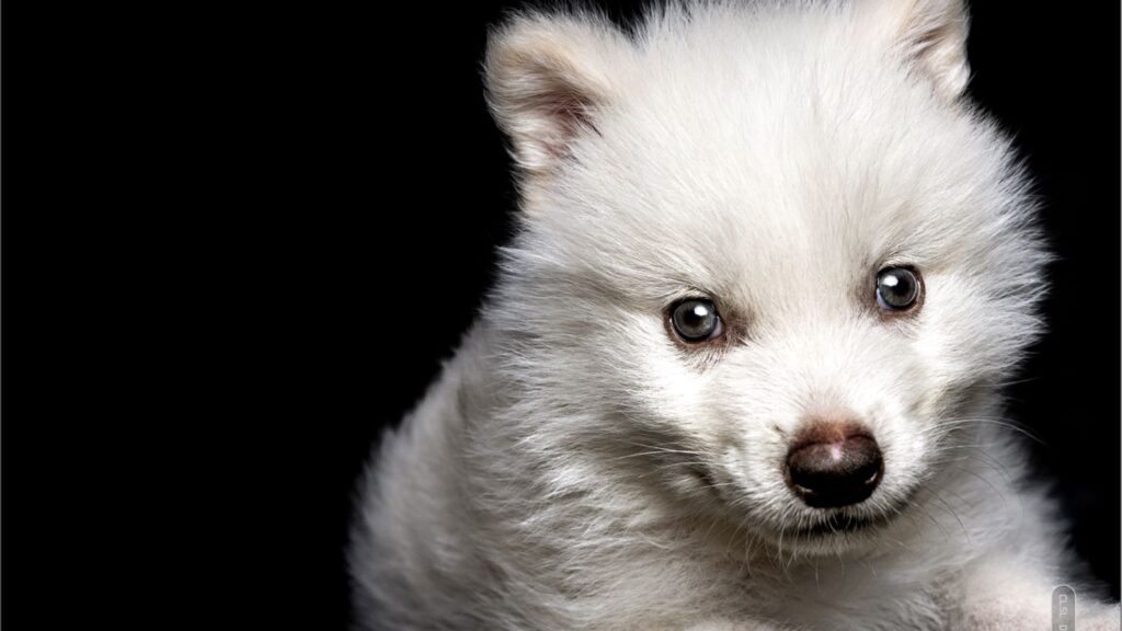 క్లోనింగ్ ద్వారా అంతరించిపోయిన తోడేళ్ల జాతికి మళ్లీ జీవం!