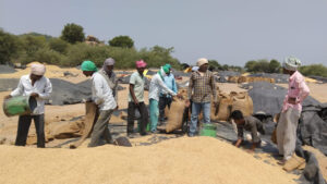 తరుగు కింద 4 కిలోలు కోత