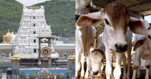 గోశాల‌లో గోవుల మృతిపై టీటీడీ వివరణ