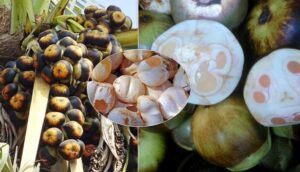 ఈ సీజన్ లో దొరికే తాటి ముంజలు లాగేద్దాం!