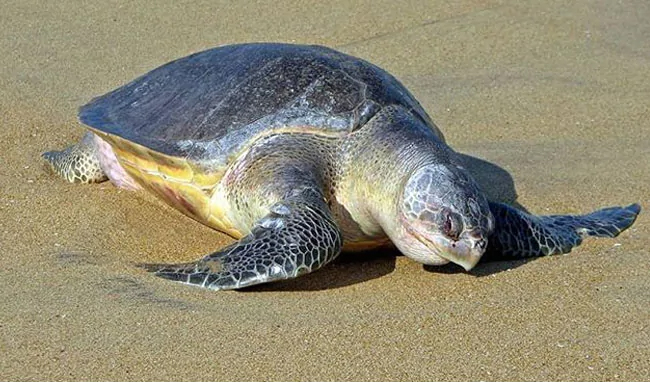 Olive Ridley Turtles: సంతానోత్పత్తి కోసం వేల కిలోమీటర్లు ప్రయాణించే ఆలివ్ రిడ్లే తాబేళ్లు