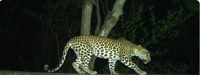 Tirumala: మరోసారి తిరుమలలో చిరుత కలకలం