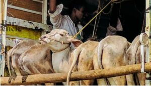 అక్రమంగా మూగ జీవాల తరలింపును గుట్టు రట్టు చేసిన పోలీసులు