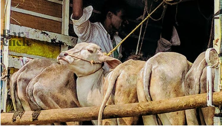 Cow: అక్రమంగా మూగ జీవాల తరలింపును గుట్టు రట్టు చేసిన పోలీసులు