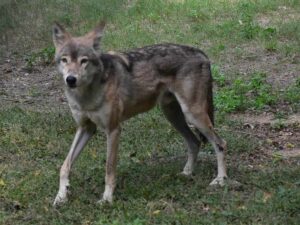 ఢిల్లీ యమునా తీరంలో తోడేలు కలకలం