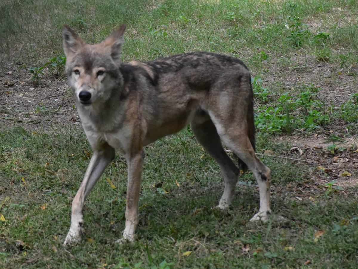 Delhi ఢిల్లీ యమునా తీరంలో తోడేలు కలకలం