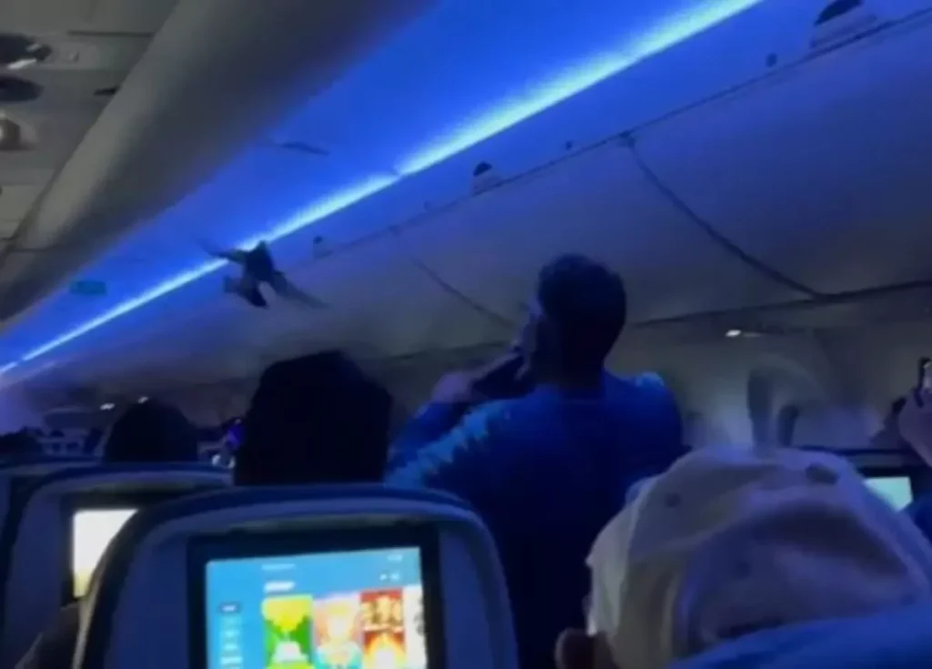 Delta Airlines : విమానంలో పావురాల కలకలం..