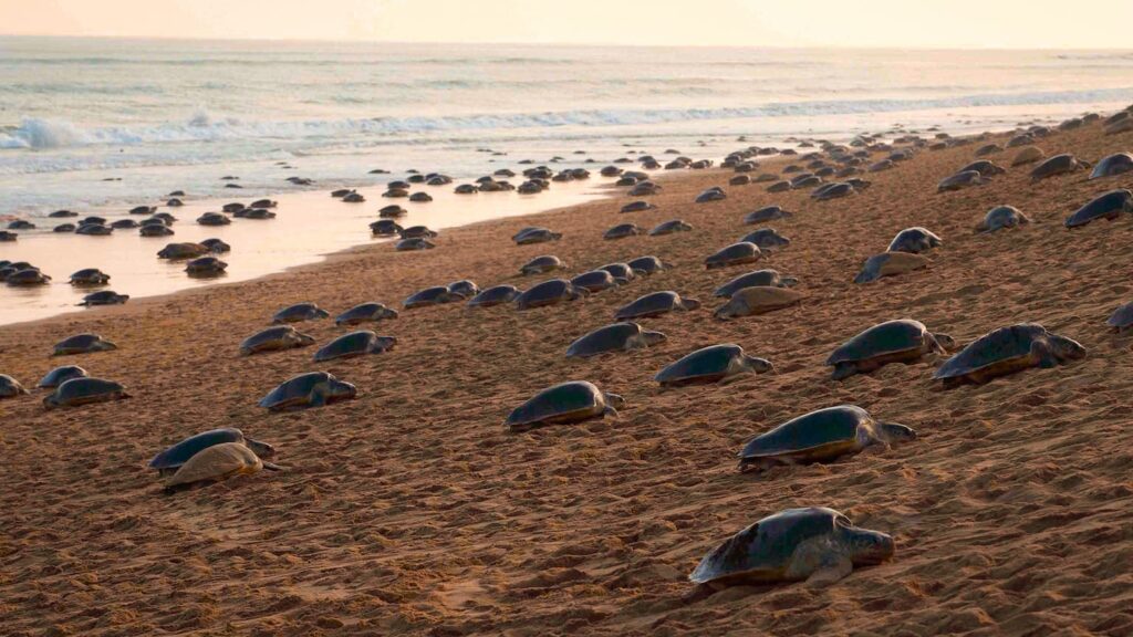  Visakhapatnam: విశాఖపట్నం జూకి తరలించిన  తాబేళ్లు  