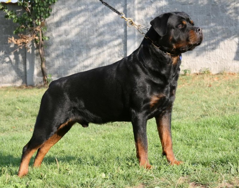 Rottweiler Dog: చిన్నారిని కొరికి చంపేసిన పెంపుడు కుక్క..!