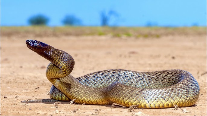Snake Bite: చిన్నారిని బలికొన్న పాము