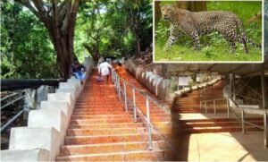 తిరుమల మెట్ల మార్గన చిరుతల కలకలంతో టీటీడీ కీలక నిర్ణయాలు