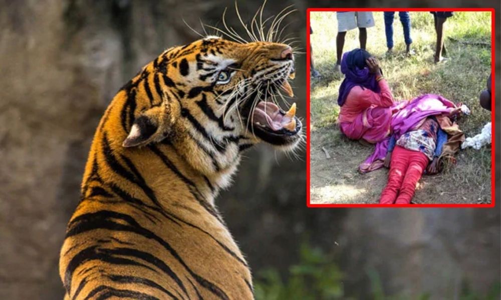 Tiger Attack : మహారాష్ట్ర-తెలంగాణ సరిహద్దుల్లో ఐదుగురిని చంపిన పెద్దపులి