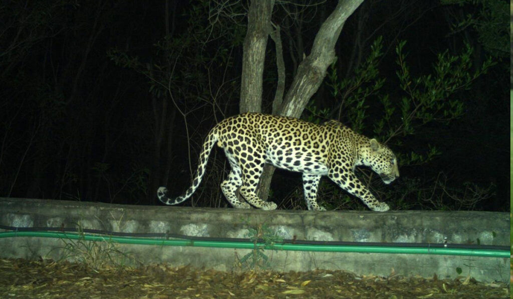 Tirumala : తిరుమల ఘాట్ రోడ్డులో చిరుత సంచారం