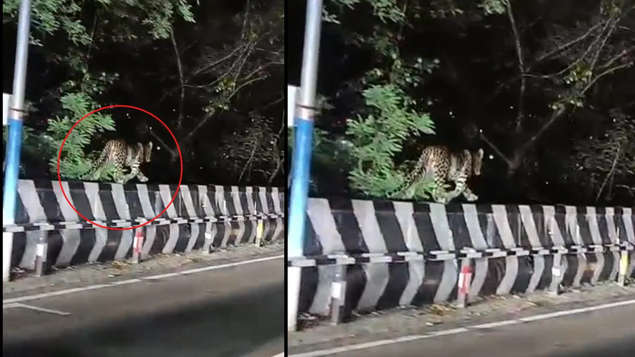 తిరుమల ఘాట్ రోడ్డులో చిరుత సంచారం