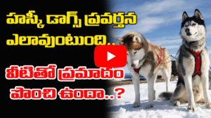 సైబీరియన్ హస్కీ డాగ్స్ – వాస్తవాలు మరియు అపోహలు