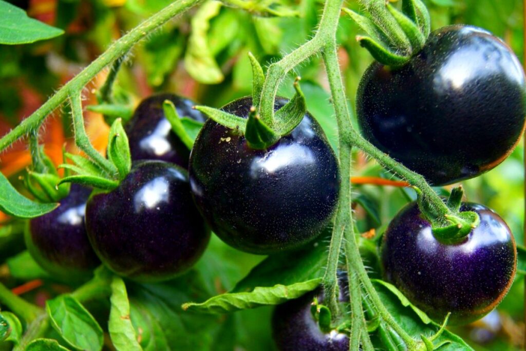 Black tomato: నల్ల టమాటాలతో నలబై ప్రయోజనాలు