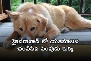 యజమానినికరచి చంపినపెంపుడు కుక్క