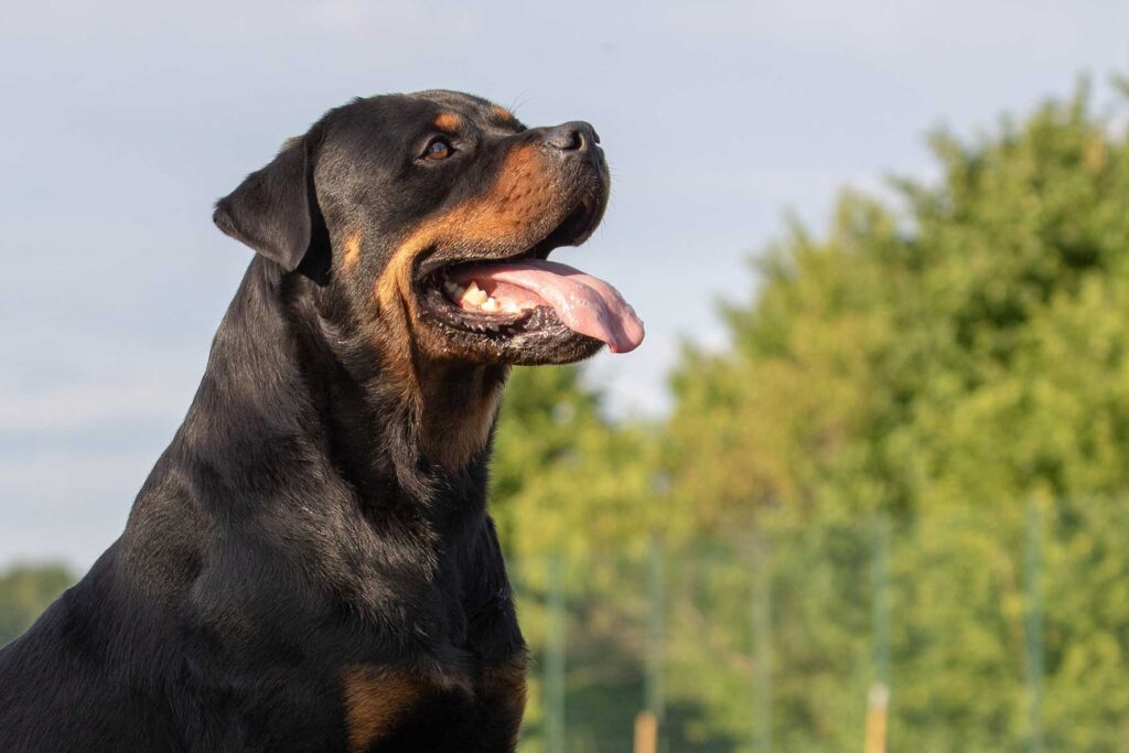 Rottweiler Dog: చిన్నారిని కొరికి చంపేసిన పెంపుడు కుక్క..!