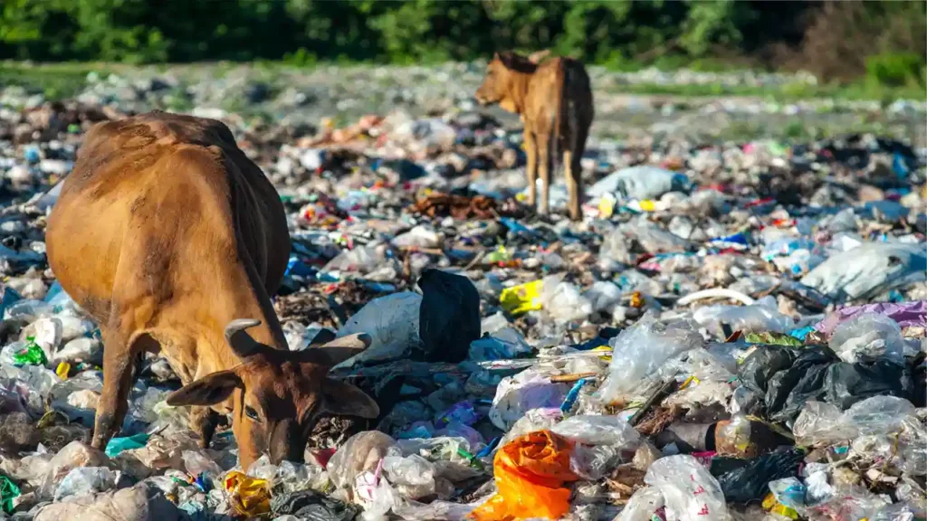 Plastic:పెరుగుతున్న ప్లాస్టిక్ అనర్థాలు..మరణిస్తున్న ఆవులు