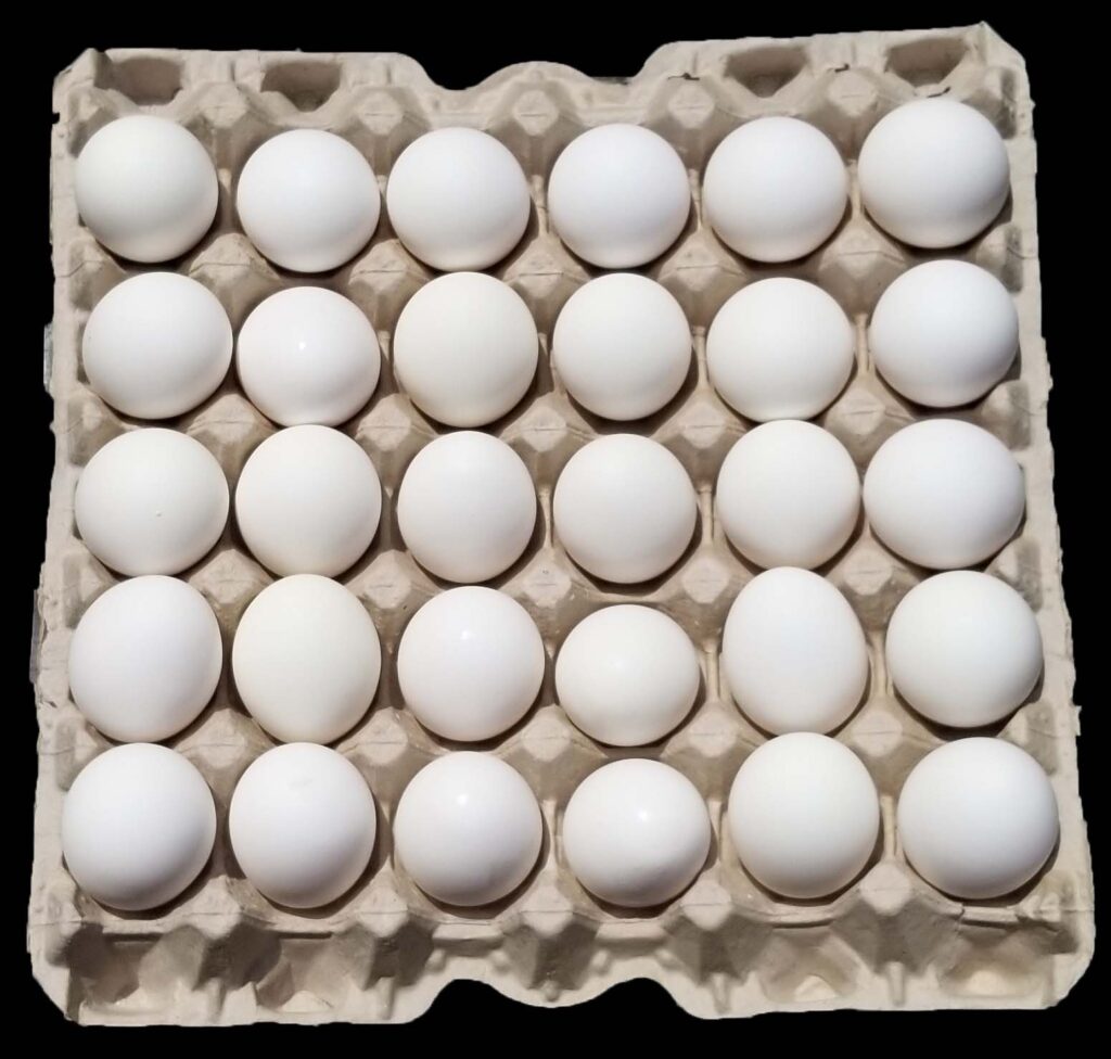 Eggs in Summer: వేసవిలో గుడ్డు తింటున్నారా? ఆరోగ్య సమస్యలు వస్తాయి