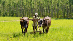 అన్నదాత సుఖీభవకు కొత్త మార్గదర్శకాలు