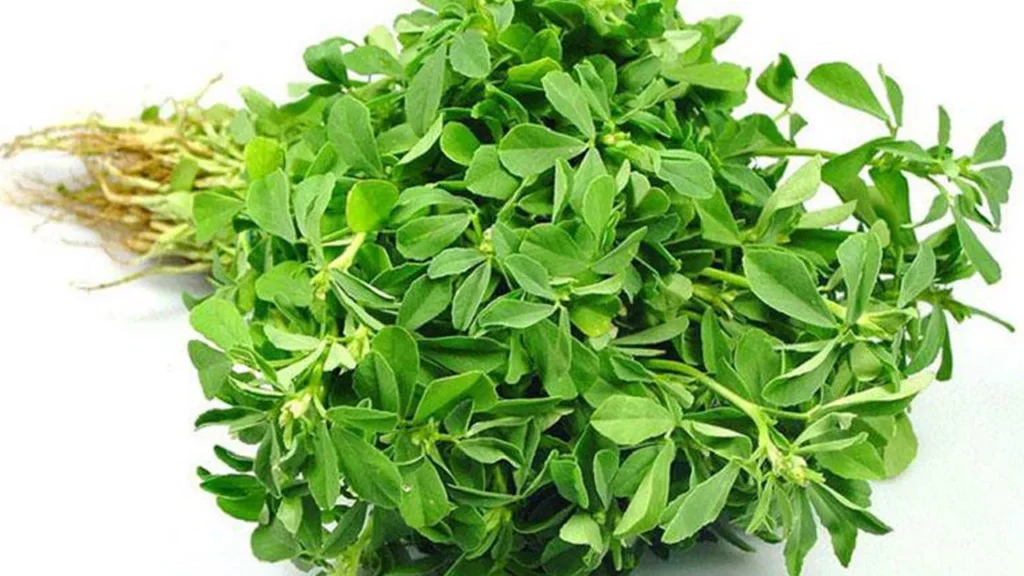 fenugreek: మెంతికూరలో ఎన్నో ఔషధ గుణాలు