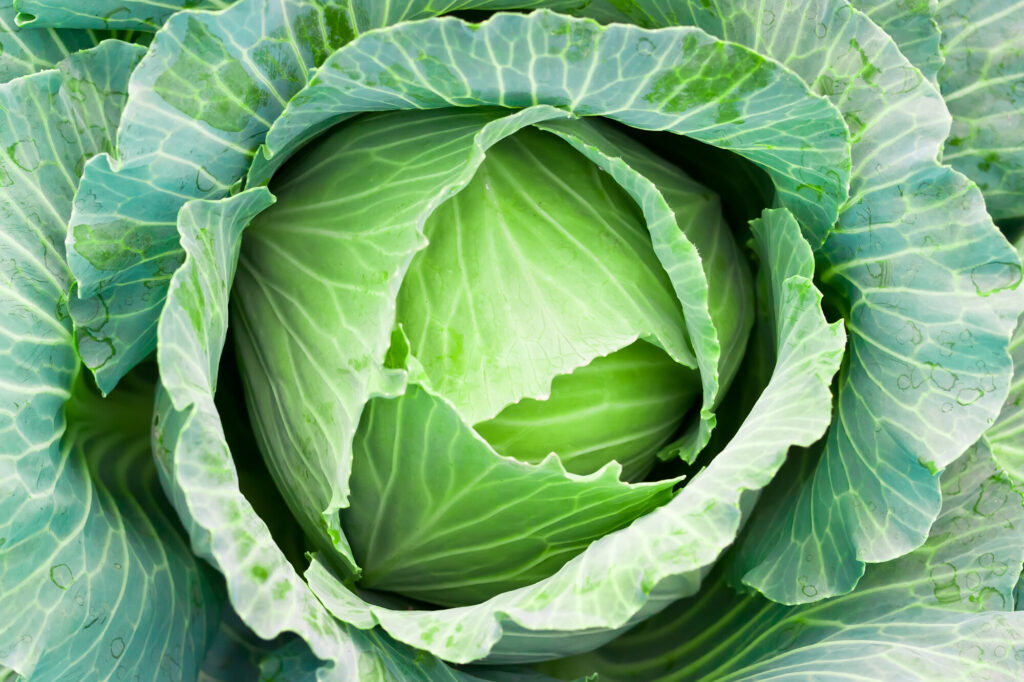 green cabbage envato