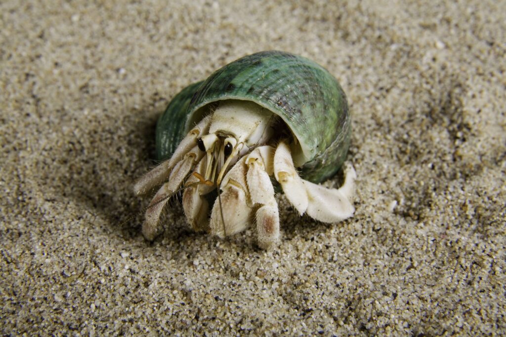 Hermit Crabs: అక్రమంగా హెర్మిట్ జాతి పీతల రవాణా..ముగ్గురు అరెస్ట్
