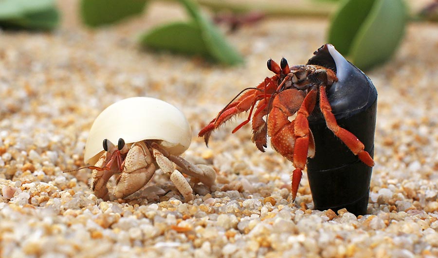 Hermit Crabs: అక్రమంగా హెర్మిట్ జాతి పీతల రవాణా..ముగ్గురు అరెస్ట్