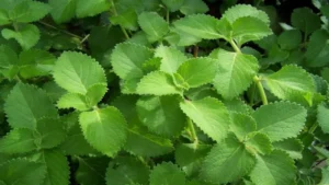 కర్పూరవల్లిలో మెండైన ఔషధగుణాలు