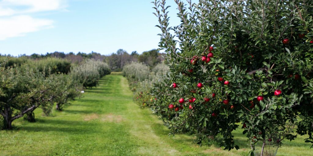 AP Orchard: పండ్ల తోటను ప్రోత్సహించే దిశగా రాయితీ