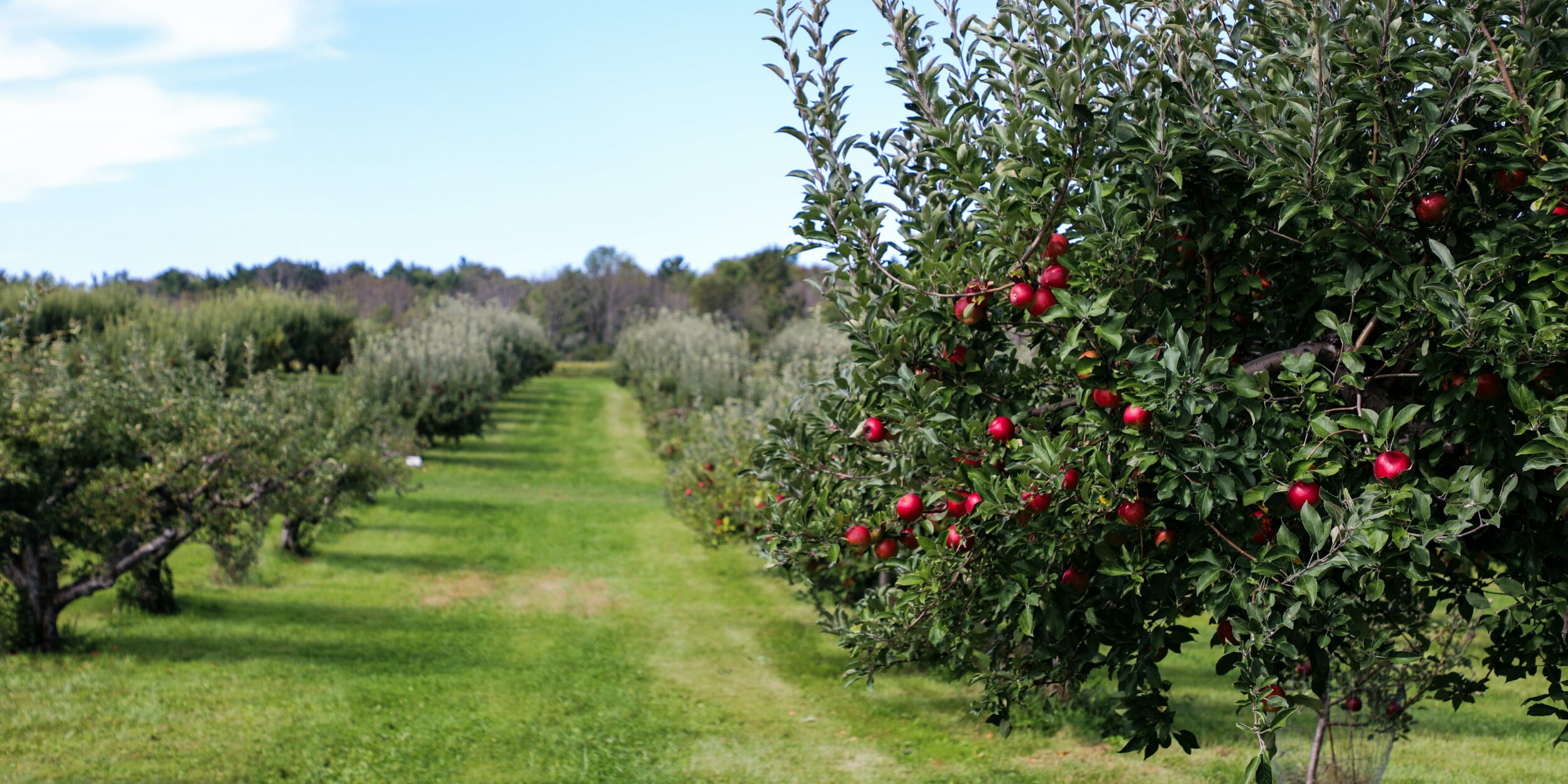 పండ్ల తోటను ప్రోత్సహించే దిశగా రాయితీ