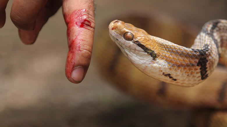 Snakebite Scam : పాము కాటు కుంభకోణం గురించి నేను ఎప్పుడూ వినలేదు: జితు పట్వారీ