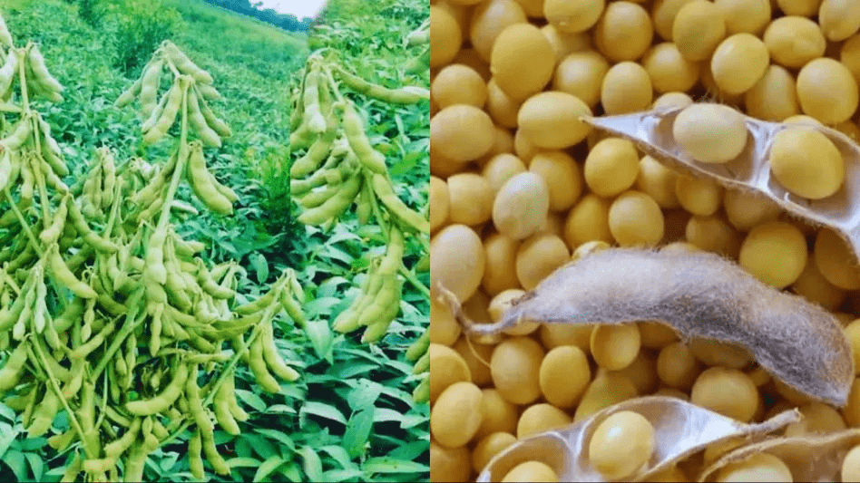 Health: ప్రోటీన్ పుష్కలంగా ఉండే కూరగాయలు