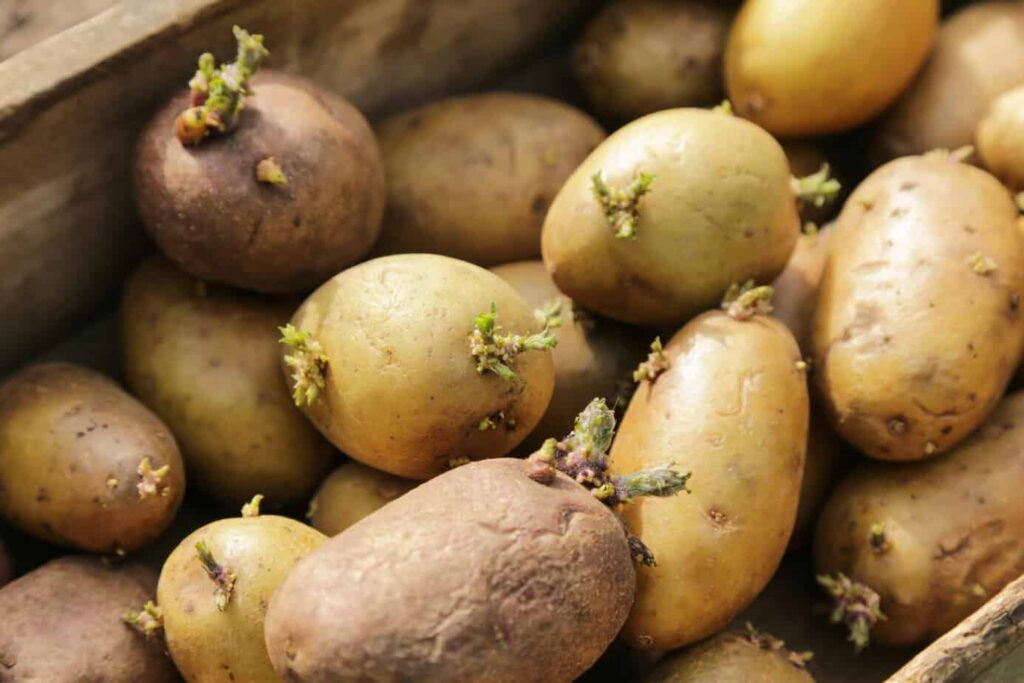 Sprouted potato: మొలకెత్తిన బంగాళాదుంపలు తినడం వల్ల వచ్చే అనారోగ్య సమస్యలు