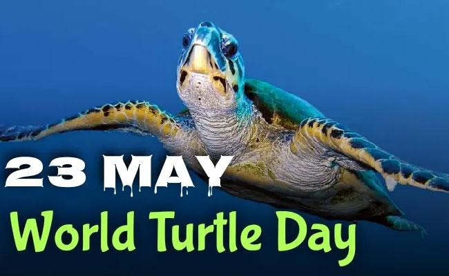 World Turtle Day: నేడు ప్రపంచ తాబేళ్ల దినోత్సవం