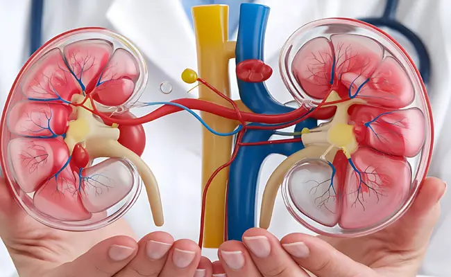 Cool Drinks: కిడ్నీలకు హాని చేసే ఈ డ్రింక్స్ కు దూరంగా ఉండండి