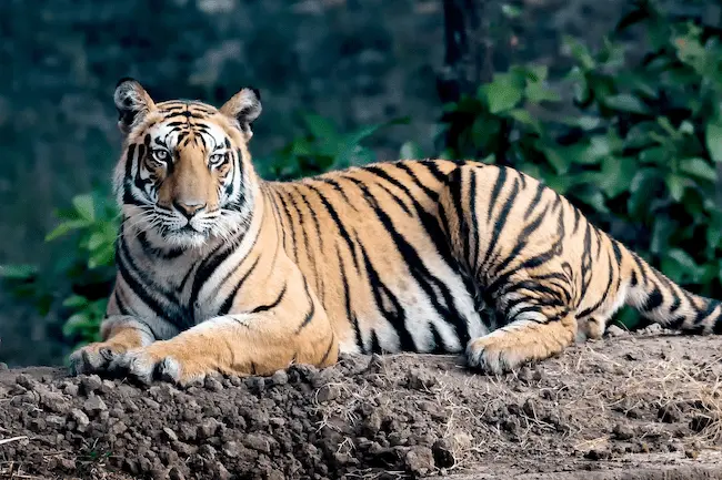  Amrabad Tiger Reserve: ఊరిని ఖాళీ చేసిన ఆదివాసీలు..విజయవంతమైన టైగర్ ప్రాజెక్టు