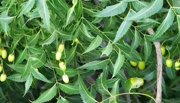 Neem leaves: వేప ఆకులు నమిలితే కలిగే ఆరోగ్య ప్రయోజనాలు తెలుసా?