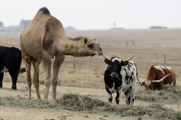 Bakrid 2025 : ఆవులు, దూడలు, ఒంటెలను వధిస్తే చర్యలు – AP రాష్ట్ర పశుసంవర్ధక శాఖ