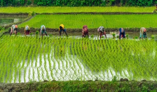 Crop Insurance: పంటల బీమా నిధుల్ని విడుదల చేసిన ఏపీ ప్రభుత్వం 